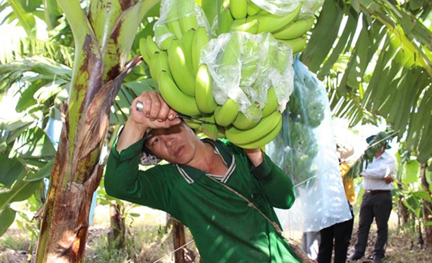 Nhờ chú trọng KH-KT, ATLĐ, tình hình sản xuất tại xã Lê Trì đang chuyển biến tích cực