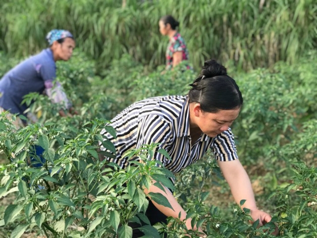 Bà Đàm Thị Thiên cùng các thành viên trong tổ hợp tác bắt sâu và nhổ cỏ cho ớt