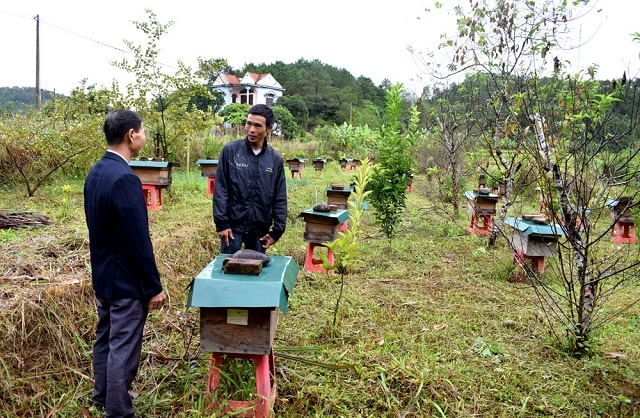 Mô hình nuôi ong của HTX Hợp Tiến
