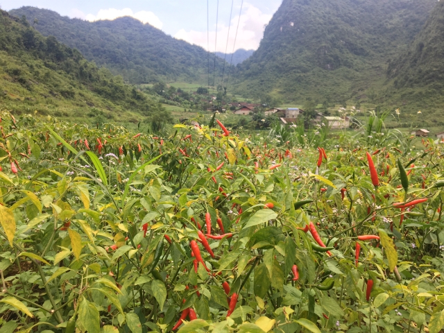 Khí hậu thổ nhưỡng của Hoà An rất hợp với trồng ớt