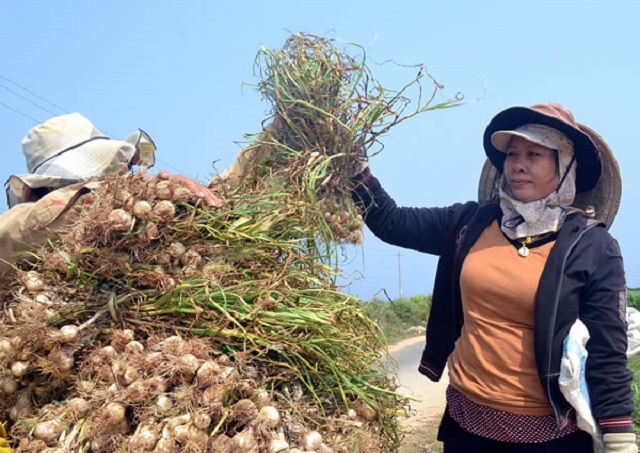 Trồng tỏi hữu cơ góp phần bảo vệ môi trường