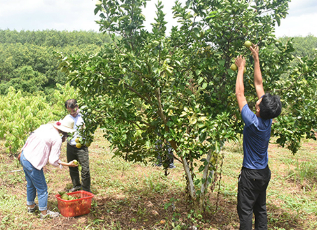 Toàn bộ vườn cây ăn quả của HTX Đoàn Kết được sản xuất theo tiêu chuẩn VietGAP