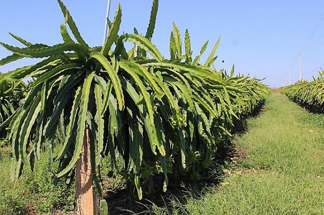 Sản xuất thanh long sạch,an toàn giúp bảo vệ môi trường