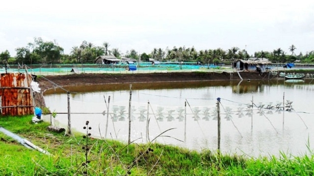 Tổ hợp tác đang có thành công lớn nhờ nuôi thủy sản sạch