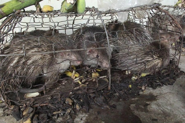 ghề nuôi dúi giúp ĐaKrông xoá đói, giảm nghèo (Ảnh: Internet)