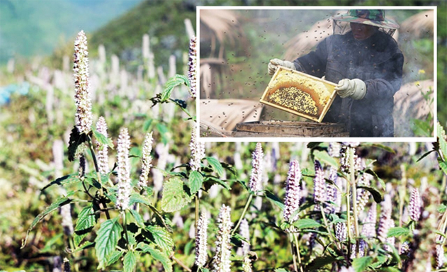 Mô hình nuôi ong mật bạc hà mang lại hiệu quả kinh tế cao cho HTX ở Hà Giang