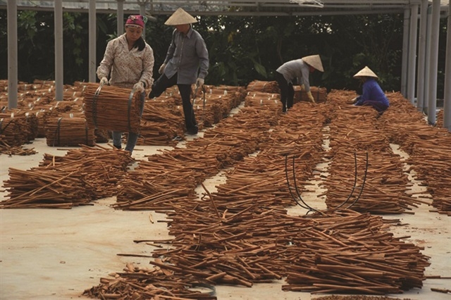 Sản xuất quế hồi