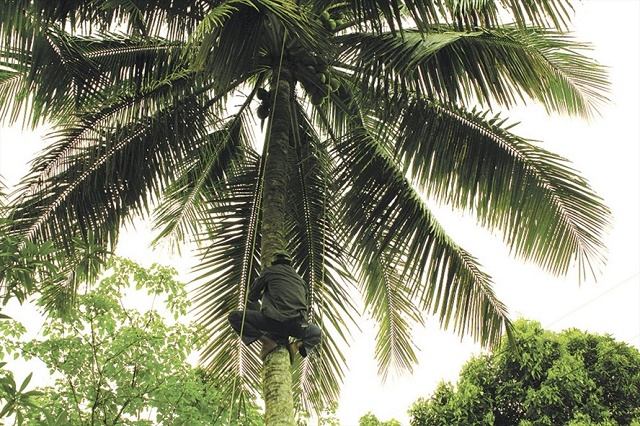 HTX chú trọng ATLĐ cho đội ngũ hái dừa