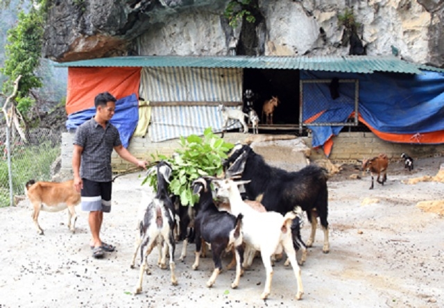 Mô hình chăn nuôi dê của THT cũng đang cho thành công bước đầu