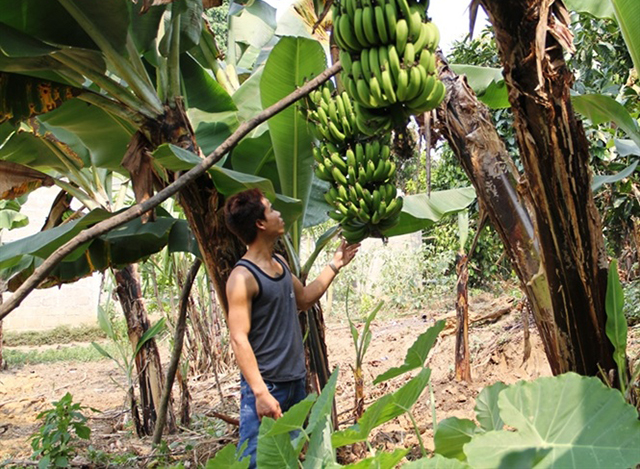 Chuối Già Lùn đang có tiềm năng lớn để phát triển