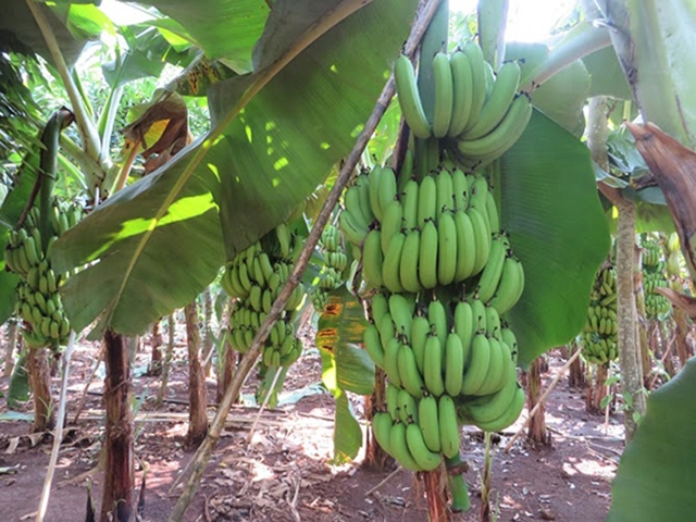 Nhờ chất lượng cao, chuối được thị trường ưa chuộng
