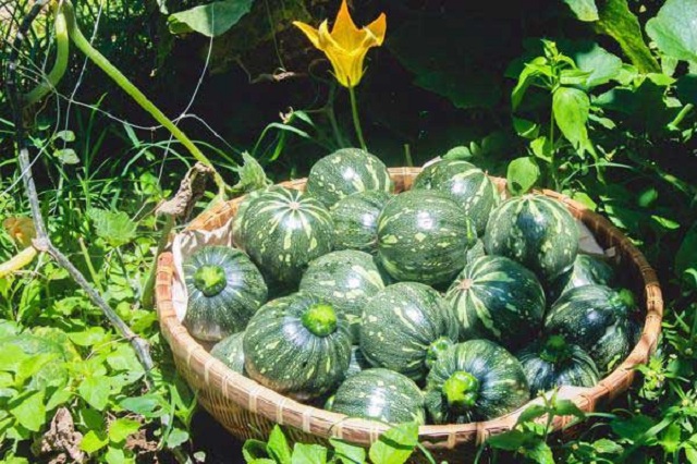 Nhờ sản xuất an toàn, bí có chất lượng rất cao