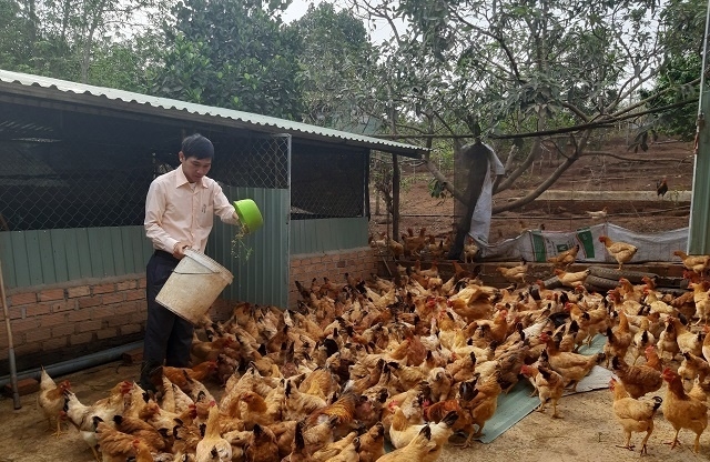 Nuôi gà an toàn sinh học ở Nho Quan