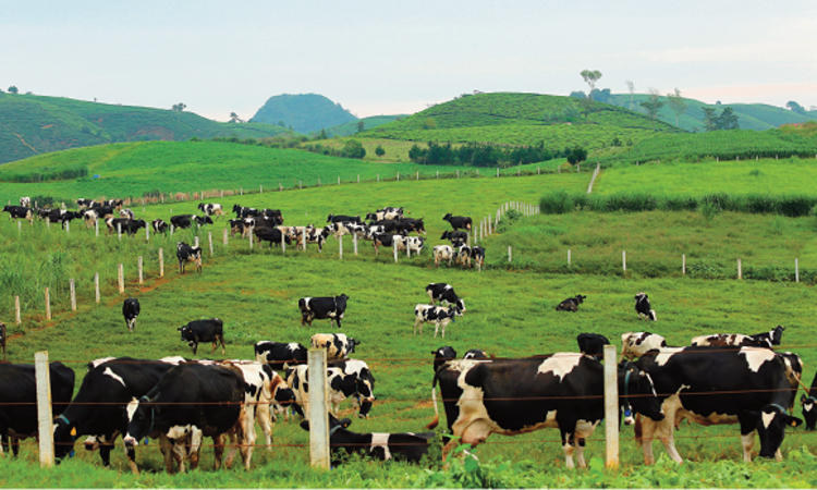 Vinamilk & Mộc Châu Milk: “Cái bắt tay” mở ra chương mới cho ngành chăn nuôi bò sữa Việt Nam