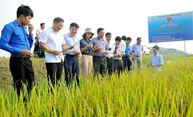 Gia Hòa đang gặt thành công với mô hình sản xuất lúa hữu cơ