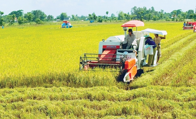 Quy mô và hiệu quả hoạt động SX-KD của các HTX, Liên hiệp HTX, THT tiếp tục được cải thiện