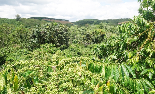 Hàng trăm ha cà phê được canh tác theo tiêu chuẩn Organic