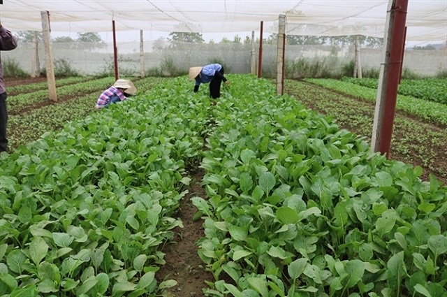 Các mô hình sẽ được chú trọng sản xuất theo hướng an toàn