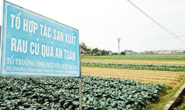 Các THT đang phát huy vai trò dẫn dắt trong phong trào phát triển mô hình rau an toàn tại Thạch Liên