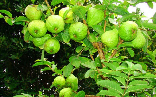 Nhờ sản xuất an toàn, ổi lê tại Trung Sơn có chất lượng cao