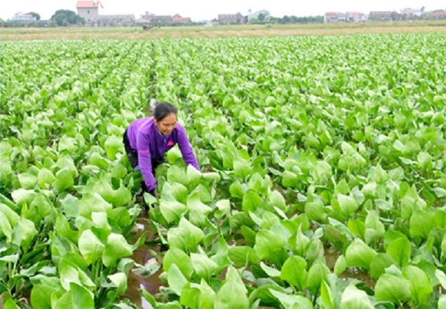 Mô hình trồng trạch tả đang cho hiệu quả kinh tế cao