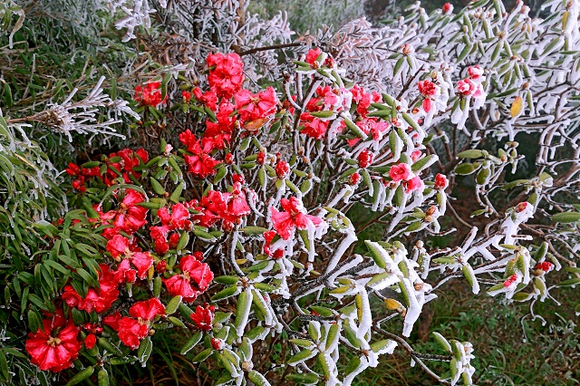 Hoa đỗ quyên bung nở trong những ngày băng giá trên đỉnh Fansipan
