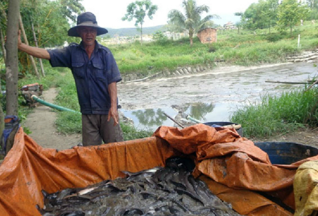 Sau khóa học sơ cấp về nuôi trồng thủy sản, nhiều nông dân xã Hòa Khương đầu tư nuôi cá nước ngọt.