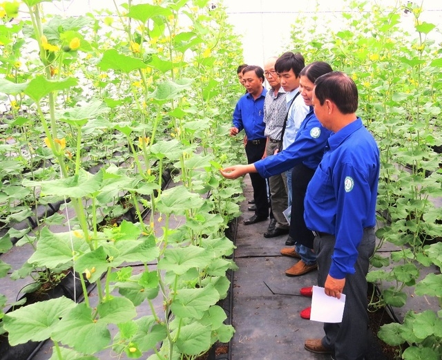 An Giang tập trung phát triển nguồn nhân lưc phục vụ phát triển nông nghiệp công nghệ cao.