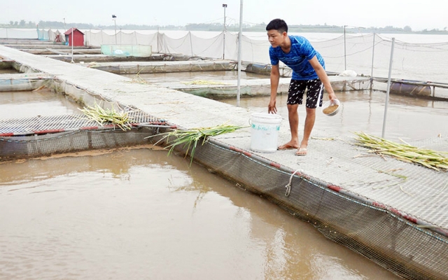 Mở rộng sản xuất cá lồng trên sông Đuống đem lại lợi nhuận cao cho các thành viên HTX nông nghiệp An Phú.