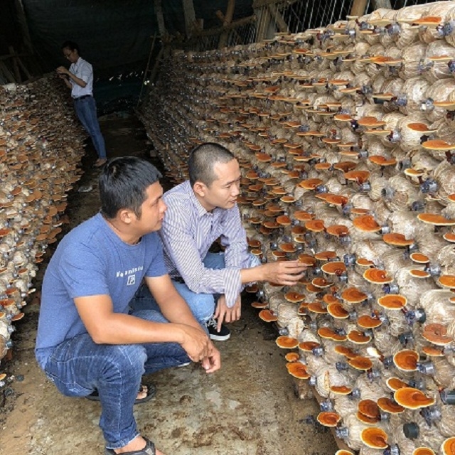 Mô hình trồng nấm linh chi tại nhà