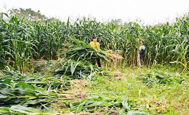 Ngô sinh khối đang mang lại lợi ích kép về kinh tế và môi trường