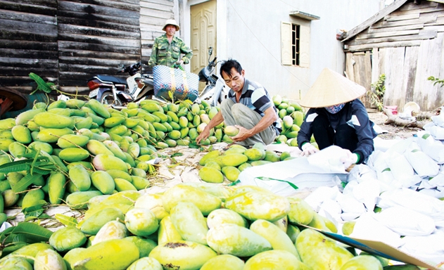 HTX Nông nghiệp, Thương mại và Dịch vụ xoài Đắk Gằn (Đắk Nông) thu hoạch xoài