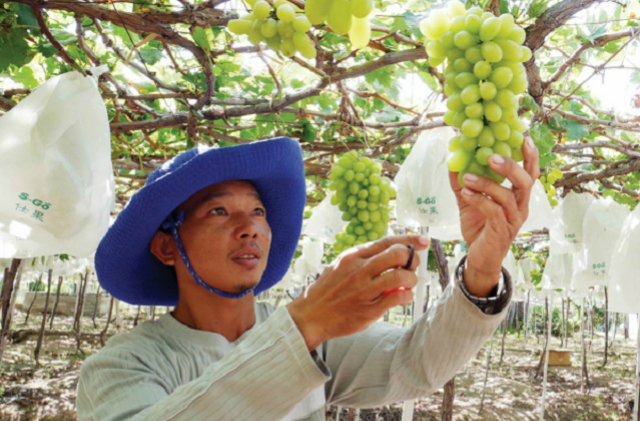 HTX Nho Evergreen được hỗ trợ kỹ thuật bao chùm quả nho