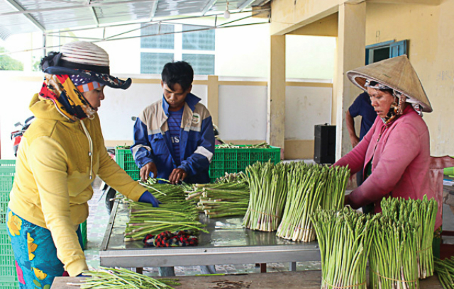 Mô hình liên kết sản xuất măng tây xanh của Hợp tác xã Dịch vụ tổng hợp nông nghiệp Tuấn Tú mang lại hiệu quả kinh tế cho các thành viên.