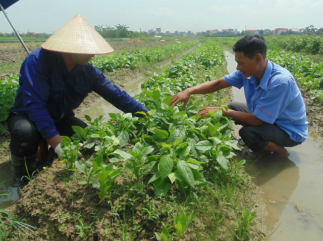 Anh Nguyễn Thế Tiến (bên phải), cán bộ trẻ được tăng cường về HTX Tân Tiến, hướng dẫn bà con cách phòng trừ sâu bệnh trên rau màu.