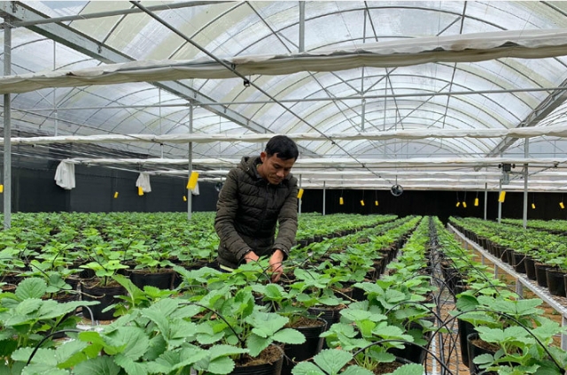 Hưởng lợi kép nhờ đào tạo nghề nông thôn gắn với chuỗi giá trị sản xuất.