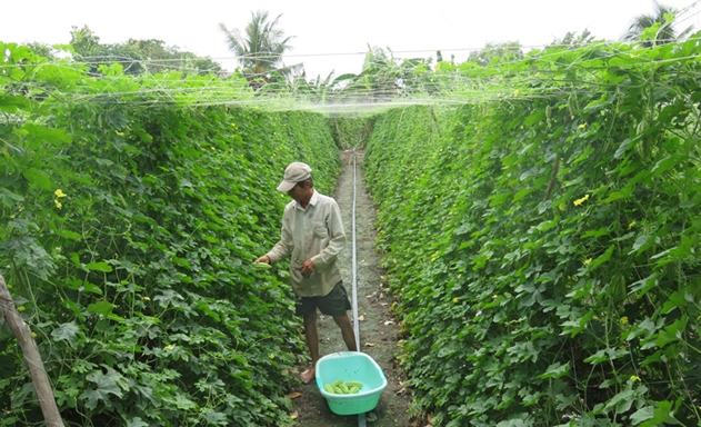 Ruộng khổ qua trồng theo hướng hữu cơ của