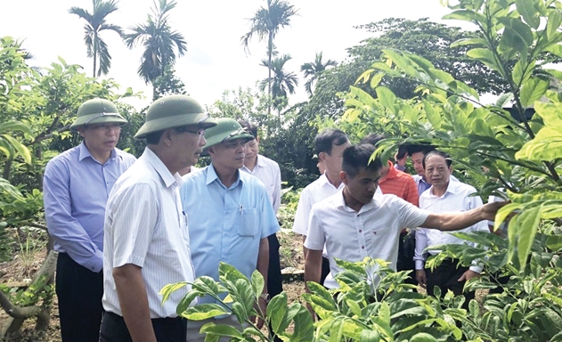 Mô hình cây ăn quả chất lượng cao tại HTX Liên Khê, Thủy Nguyên, Hải Phòng