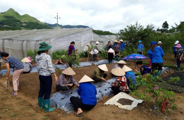 Đào tạo nghề trồng cây dược liệu theo hướng GACP