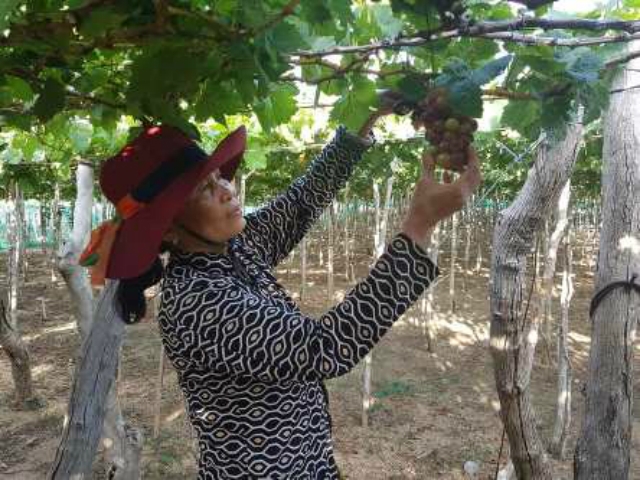 Người lao động sau khi học nghề đã biết cách tiếp cận và bước đầu biết vận dụng kiến thức khoa học, kỹ thuật vào sản xuất, kinh doanh.