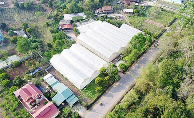 Hệ thống nhà lưới của HTX tại Chiềng Ban