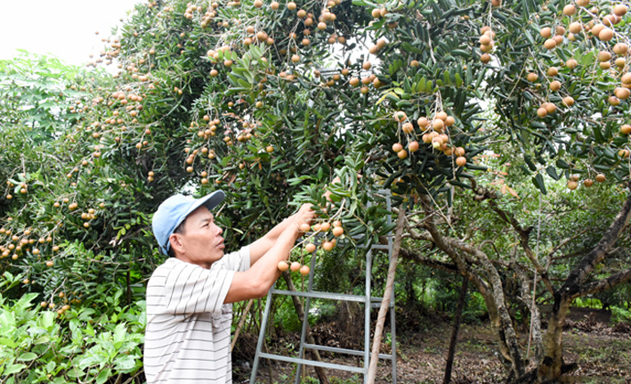 Nhãn xuồng ở Châu Phú đang được thúc đẩy theo hướng hữu cơ