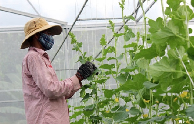 HTX đang gặt hái thành công nhờ nông nghiệp sạch