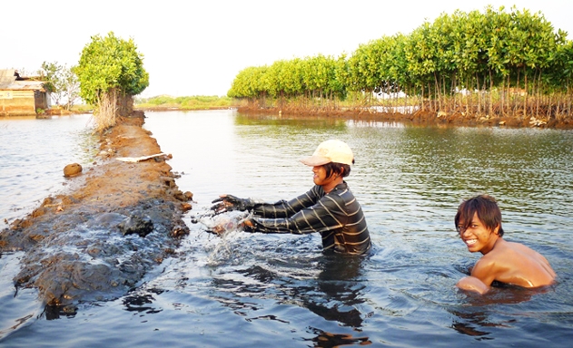 Nuôi tôm sinh thái rất phù hợp với các HTX nuôi trồng thủy sản ven biển như Cà Mau