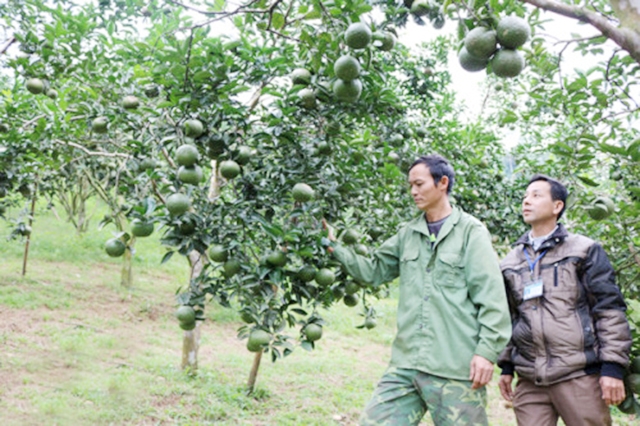 Thương hiệu cam Vũ Quang đang khẳng định thương hiệu nhờ sản xuất an toàn