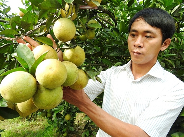 Mô hình trồng cam theo hướng VietGAP gắn với ATLĐ sẽ được tiếp tục được chú trọng