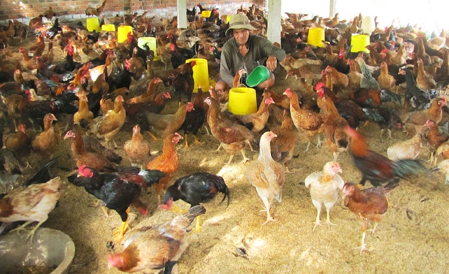 Cát Thành đang đẩy mạnh mô hình nuôi gà trên đệm lót sinh học