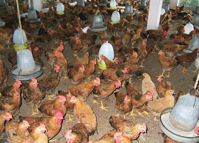 Nuôi gà trên đệm lót sinh học giúp nâng cao giá trị chăn nuôi, bảo vệ môi trường