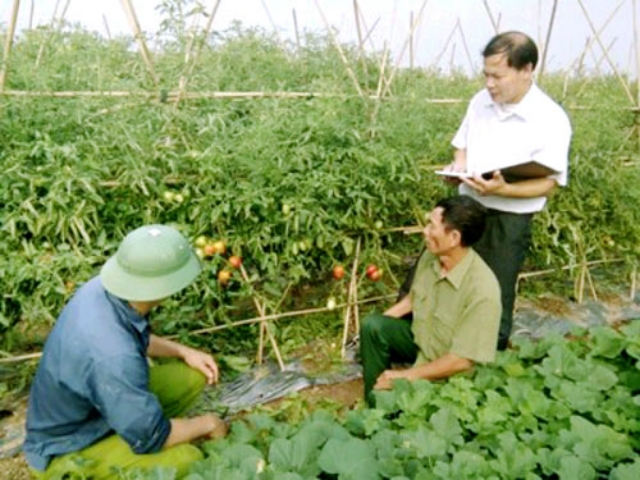 Học nghề đã giúp người dân Tam Nông (Phú Thọ) nắm được kỹ thuật ghép cà chua sạch trên gốc cây Cà Tím cho thu nhập cao.