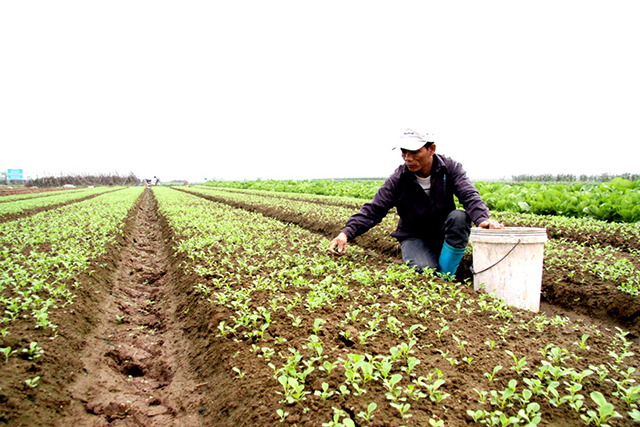 Hà Nội đang đẩy mạnh phát triển mô hình rau sạch theo hướng hàng hóa gắn với bảo vệ môi trường